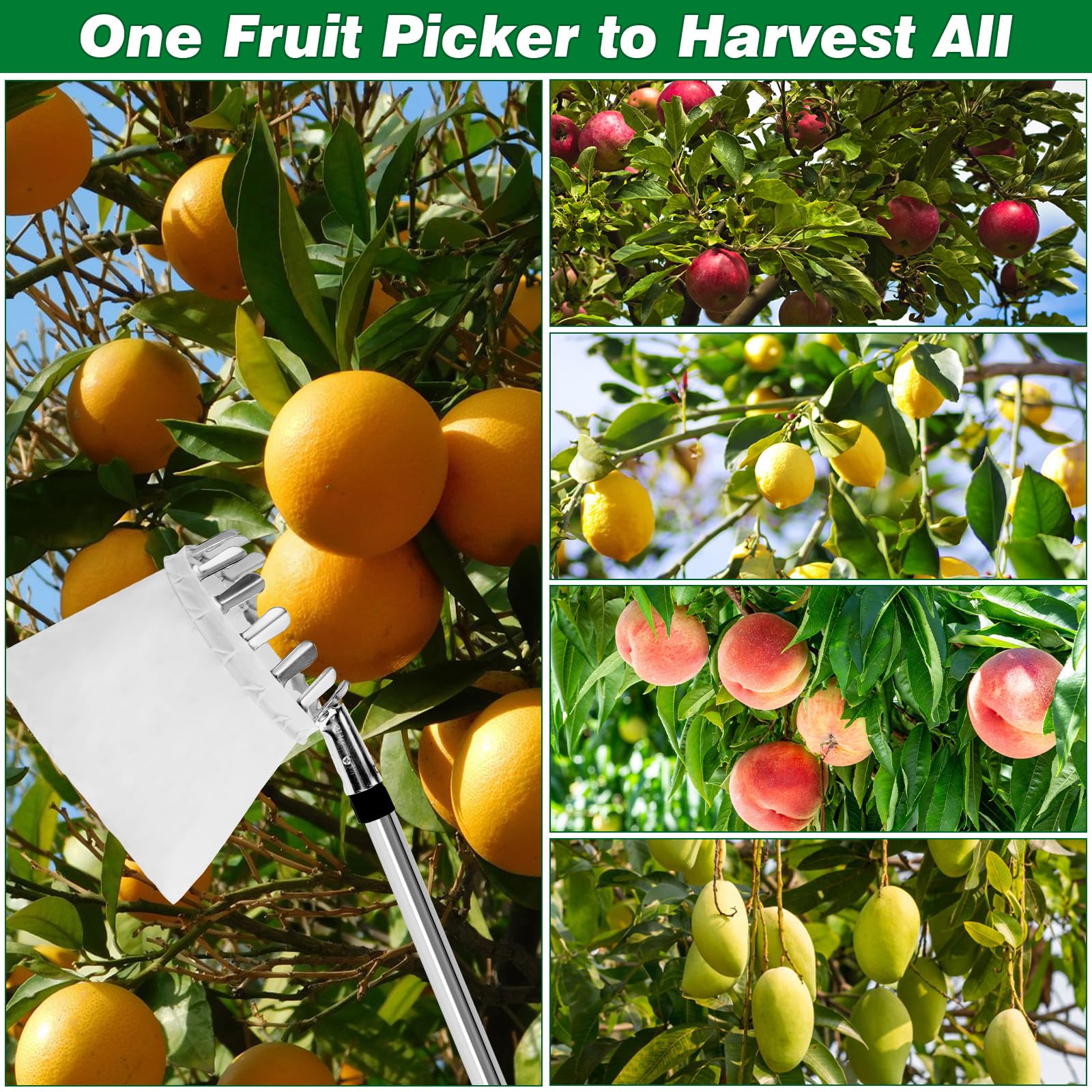 Raccogli Frutta da Albero, 2.4M Raccoglifrutta con Palo in Acciaio Inox Leggero, Raccogli Frutta Telescopico Raccoglifrutta Regolabile in Altezza Per la Raccolta di Mele, Fichi, Pere, Pesche e Nespole