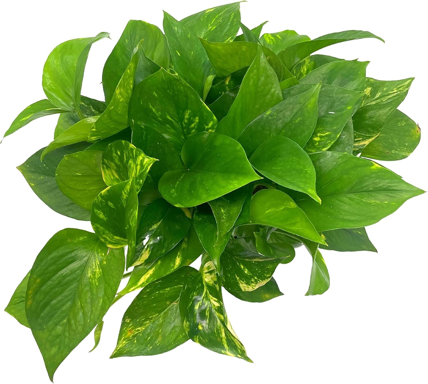 BubbleBlooms Golden Pothos, Variegated 6 inch Pothos, Epipremnum aureum, Devil's Ivy