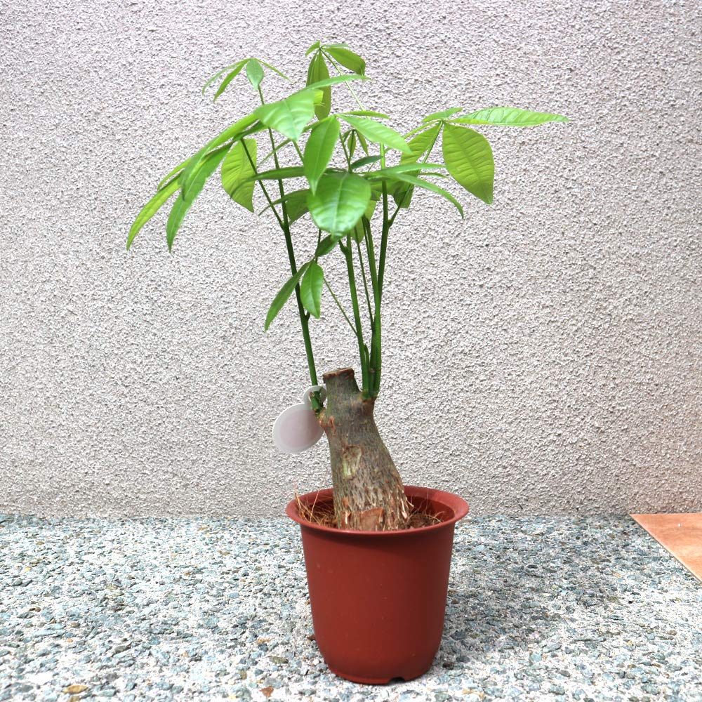 Amazon｜ITANSE パキラ 観葉植物 小型 4号プラスチック鉢