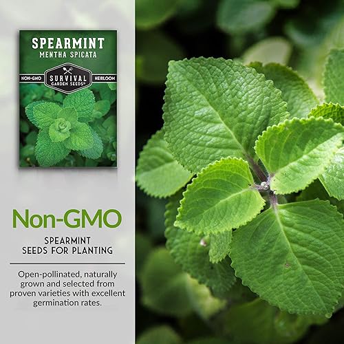 Miniatura 3 de Survival Garden Seeds - 3 paquetes de semillas de menta verde para plantar - Mentha Spicata con instrucciones para plantar deliciosas hierbas y