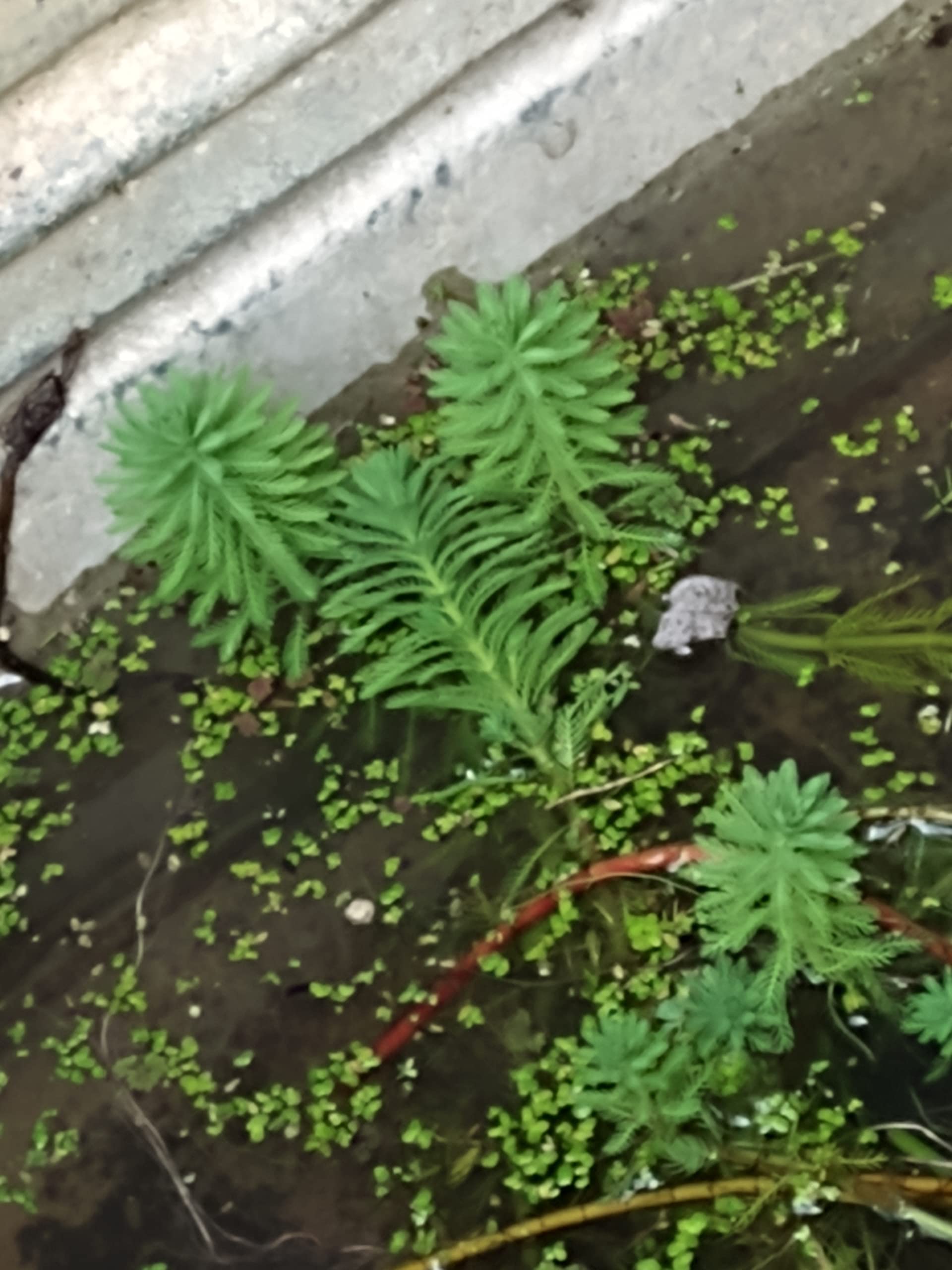 Generic 8-10 Strands of Parrot Feather Pond Plants, Green