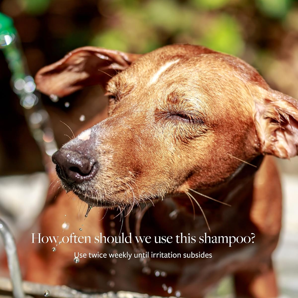 PURA D'OR Healing Pet Therapy Dog Shampoo view 4