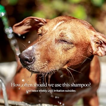 Veterinary Formula Clinical Care Antiseptic and Antifungal Medicated Shampoo for Dogs & Cats, 128 Fl Oz Helps Alleviate Scaly, Greasy, red Skin Paraben, Dye, Soap-Free (1 Pack)