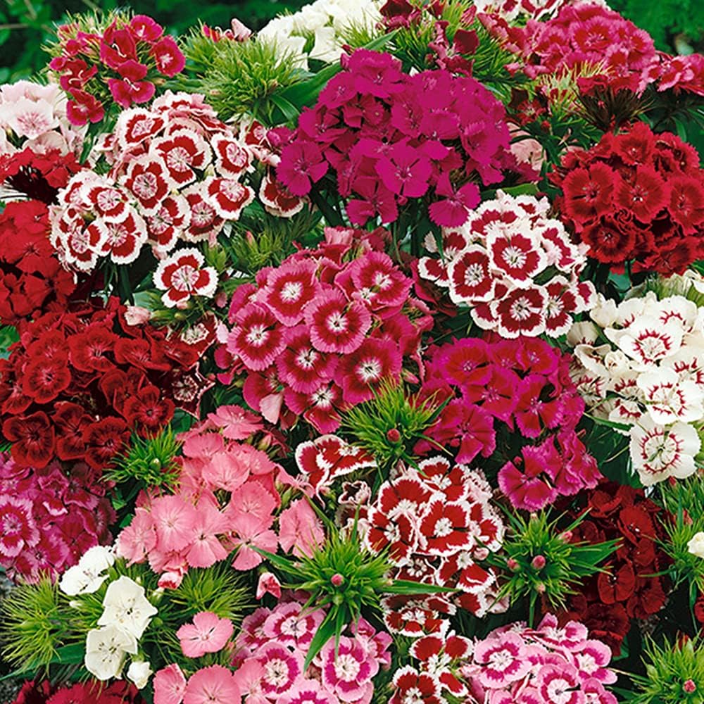 50 UK Dianthus Seeds Sweet William Auricula Windowsill Garden Patio Border Plant