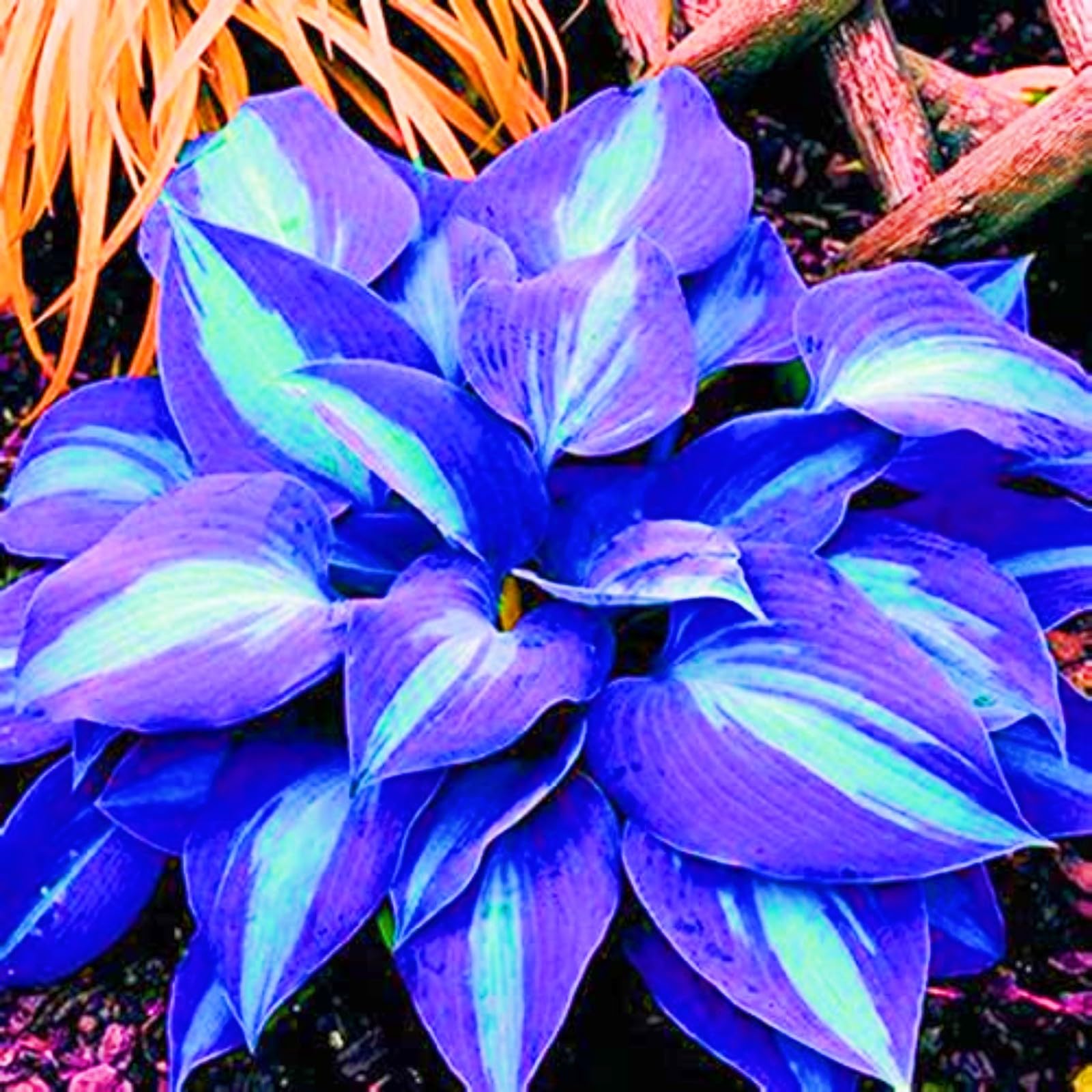 Hostas Plants Garden Flowers Wedding Flowers-6Bulbs-b