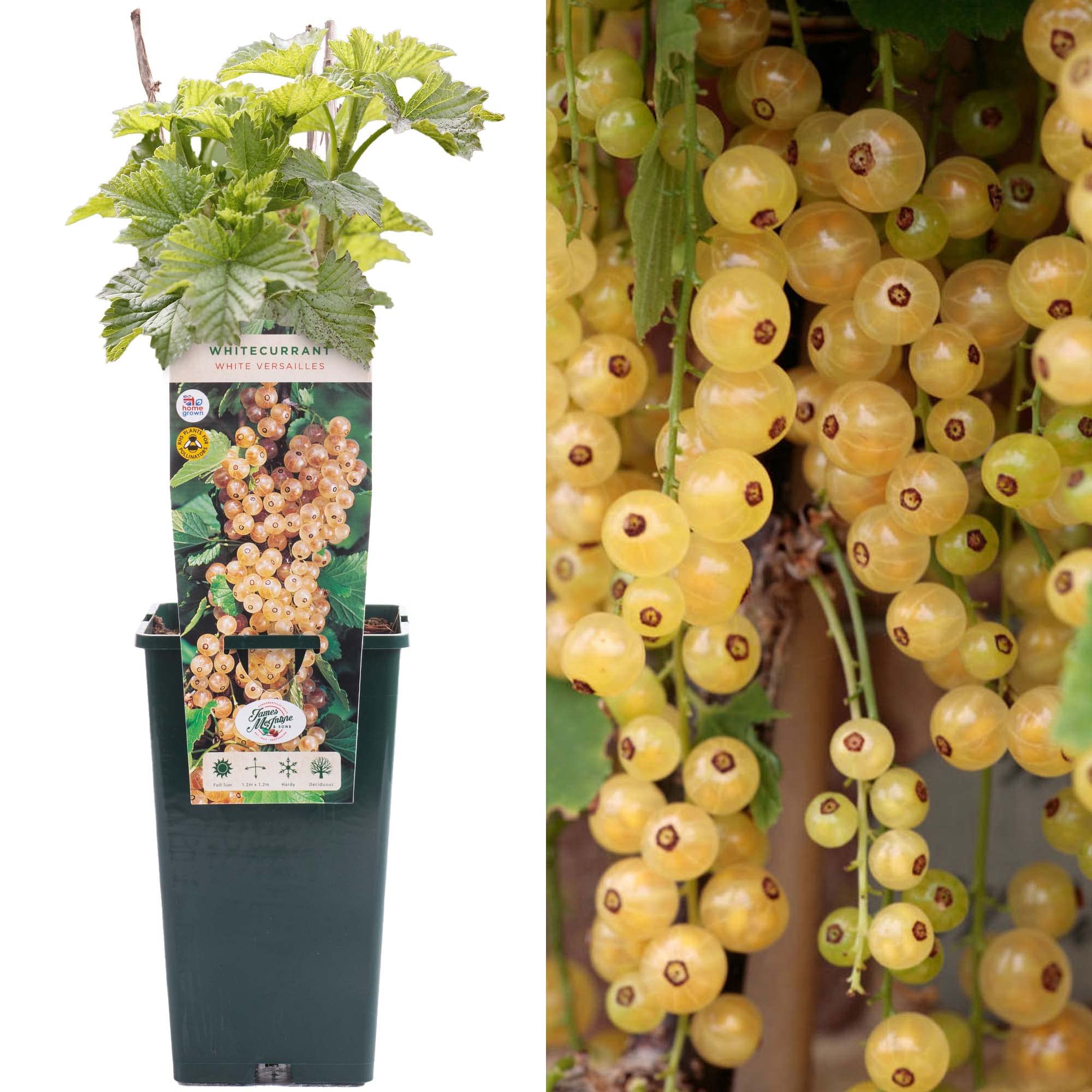 Whitecurrant Ribes White Versailles | Deciduous Fruit Plant | 30-50cm Potted
