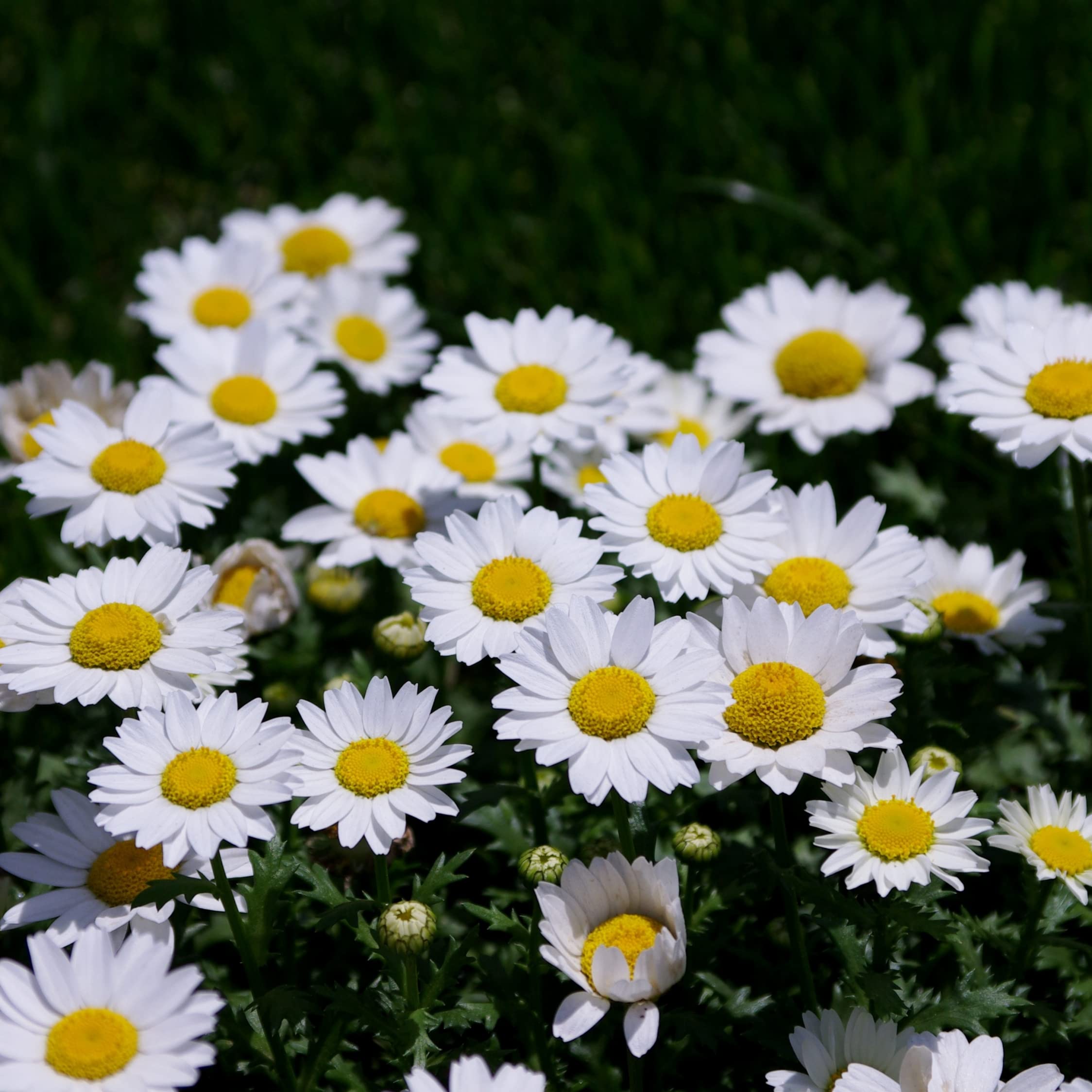 Flora Seeds English Daisy Open Pollinated Flower Seeds (Pack of 50 Seeds) | Fragrant Flowering Plants for Home Gardening | Summer Flower Seeds For Planting (B0BZVGCM86) Amazon Price History, Amazon Price Tracker