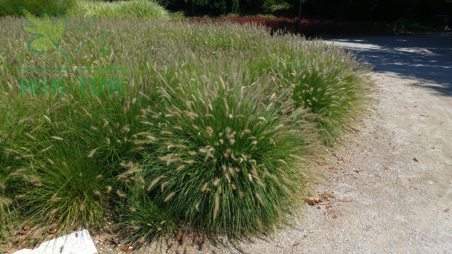 Fertilizer For Ornamental Grasses 1 kg Granular - Important Nutrients Plant do rutyny upiększającej, praktyczny rozmiar