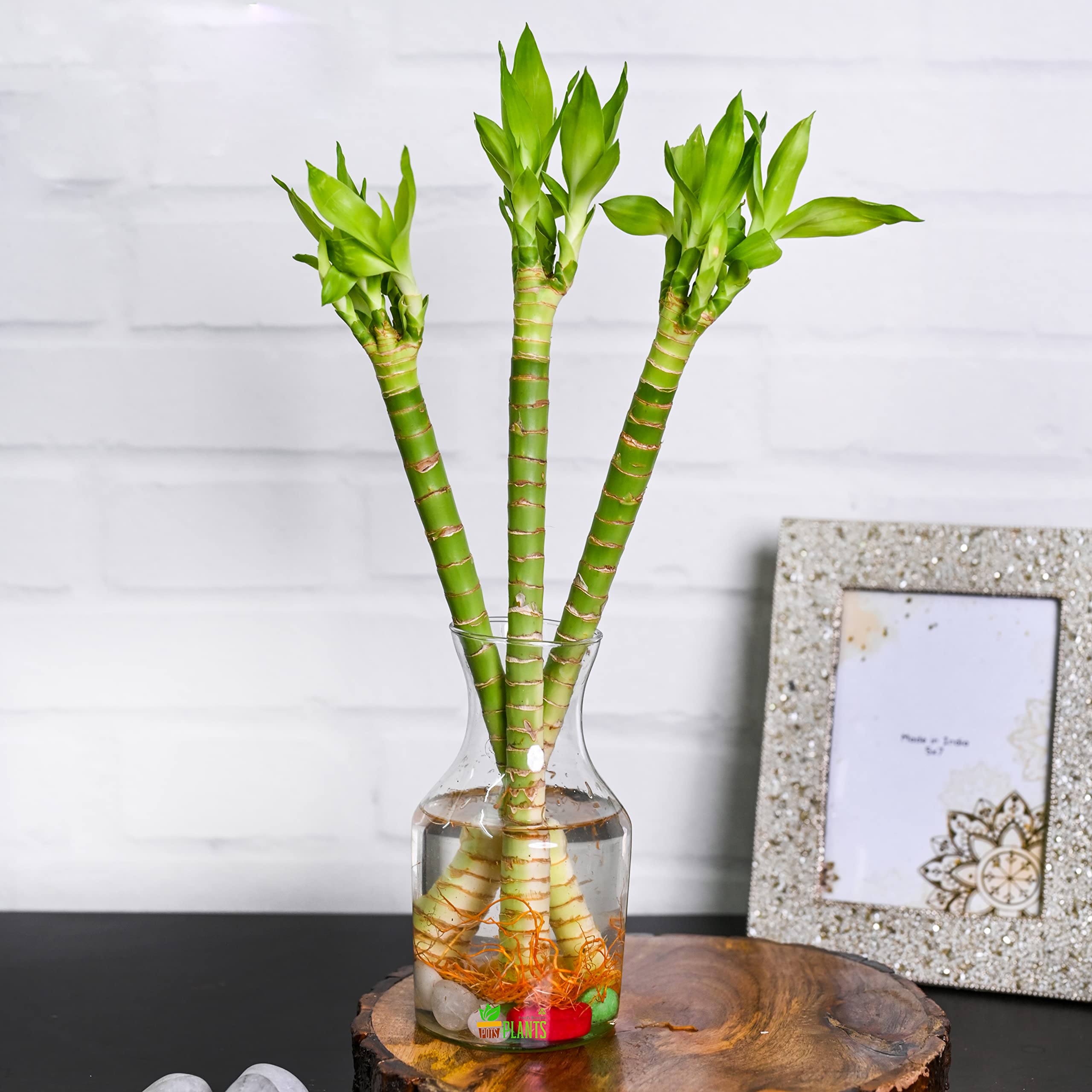 Pots & Plants 30 cm Lotus Bamboo Live Plants Without Glass Container (12 Sticks) (B09NNVG8RF) Amazon Price History, Amazon Price Tracker