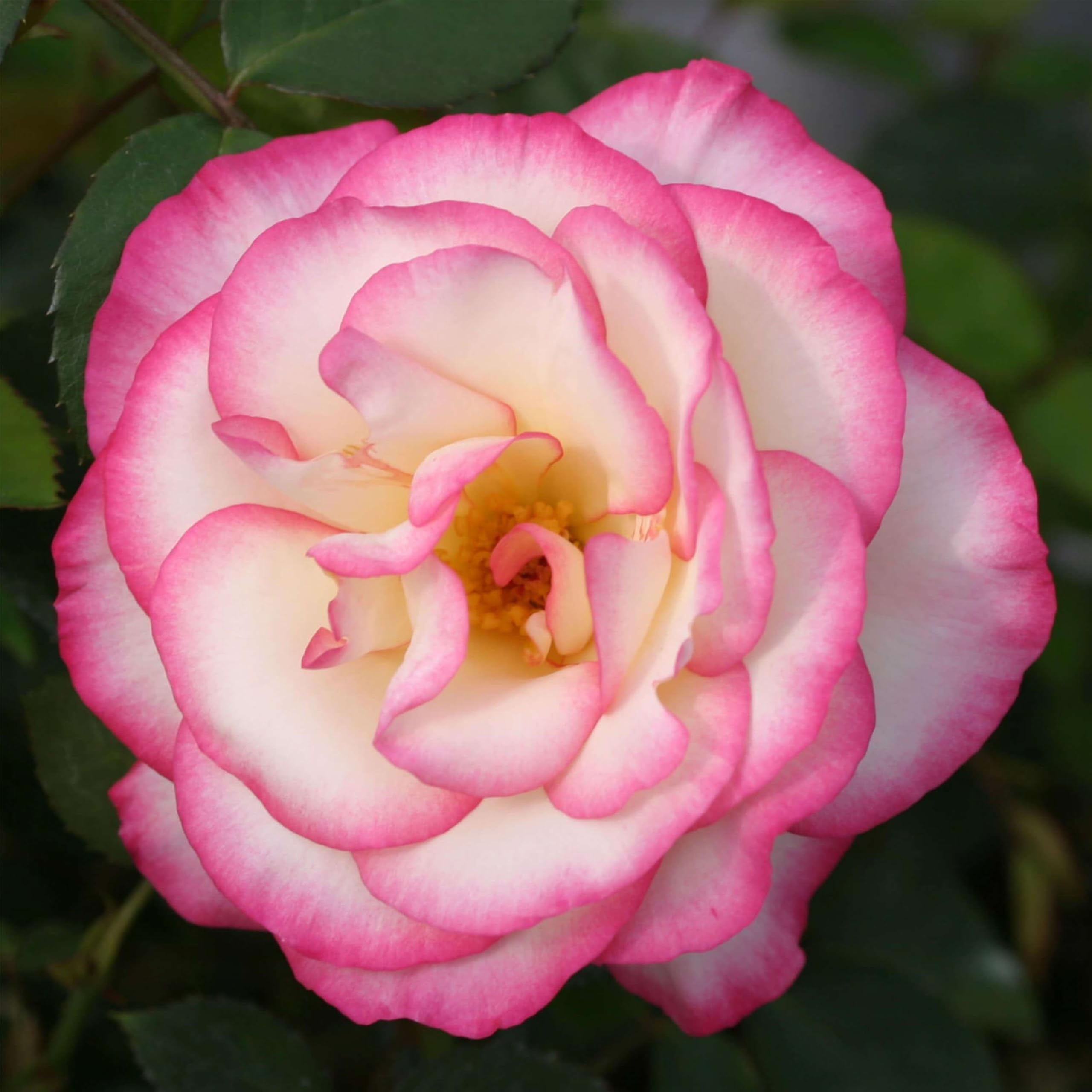 Amazon.com : Heirloom Climbing Roses, Live Own Root Plant for