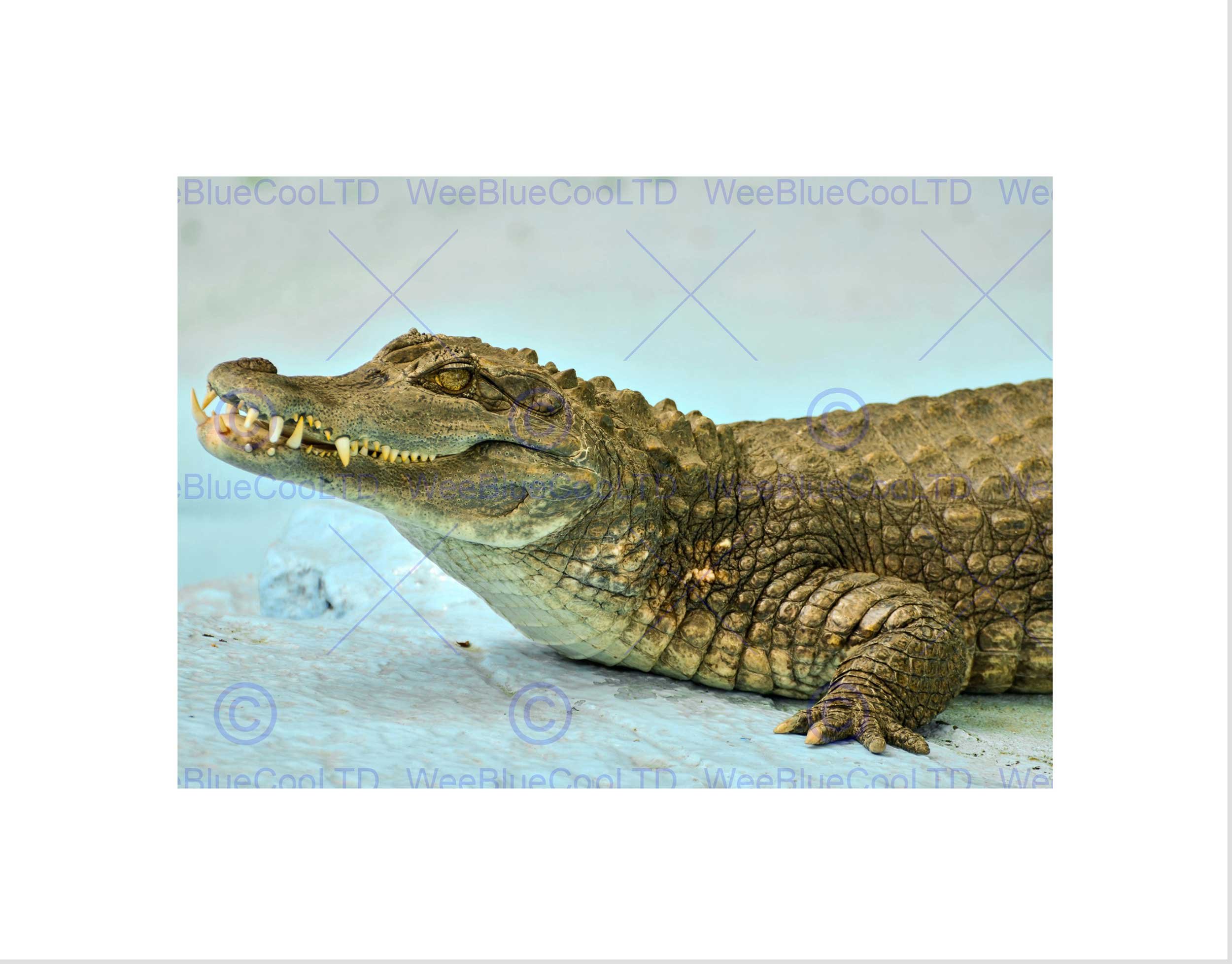 Wee Blue Coo Caiman Crocodile Animal Reptile Art Picture Wall Art Print