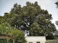 Review Image by Foxfire Foxfire