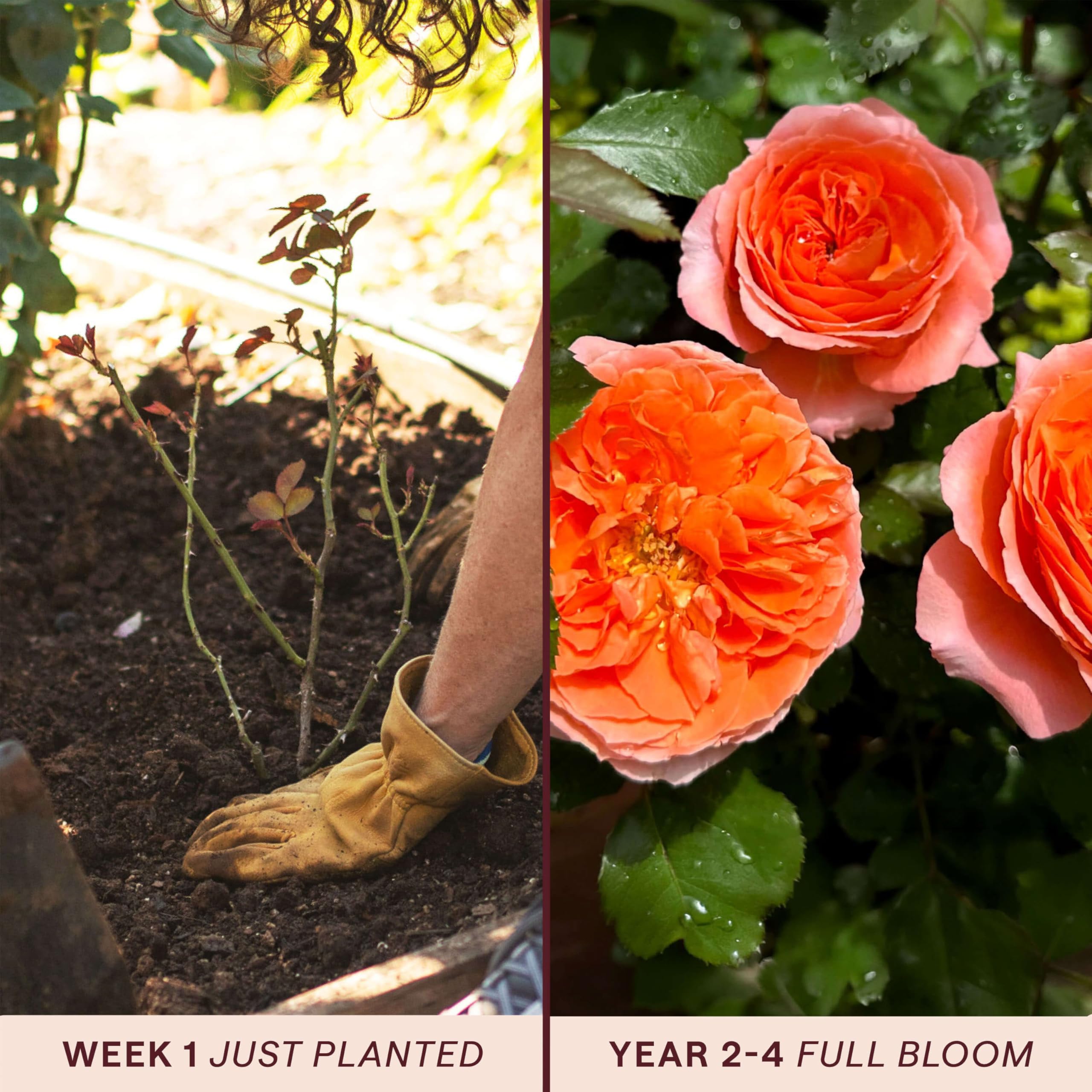 Amazon.com : Heirloom Floribunda Roses, Live Own Root Plant for Outdoor  Garden, Adobe Sunrise, Lightly Fragrant, Hardiness Zones: 5-10, Continual  Blooming : Patio, Lawn & Garden