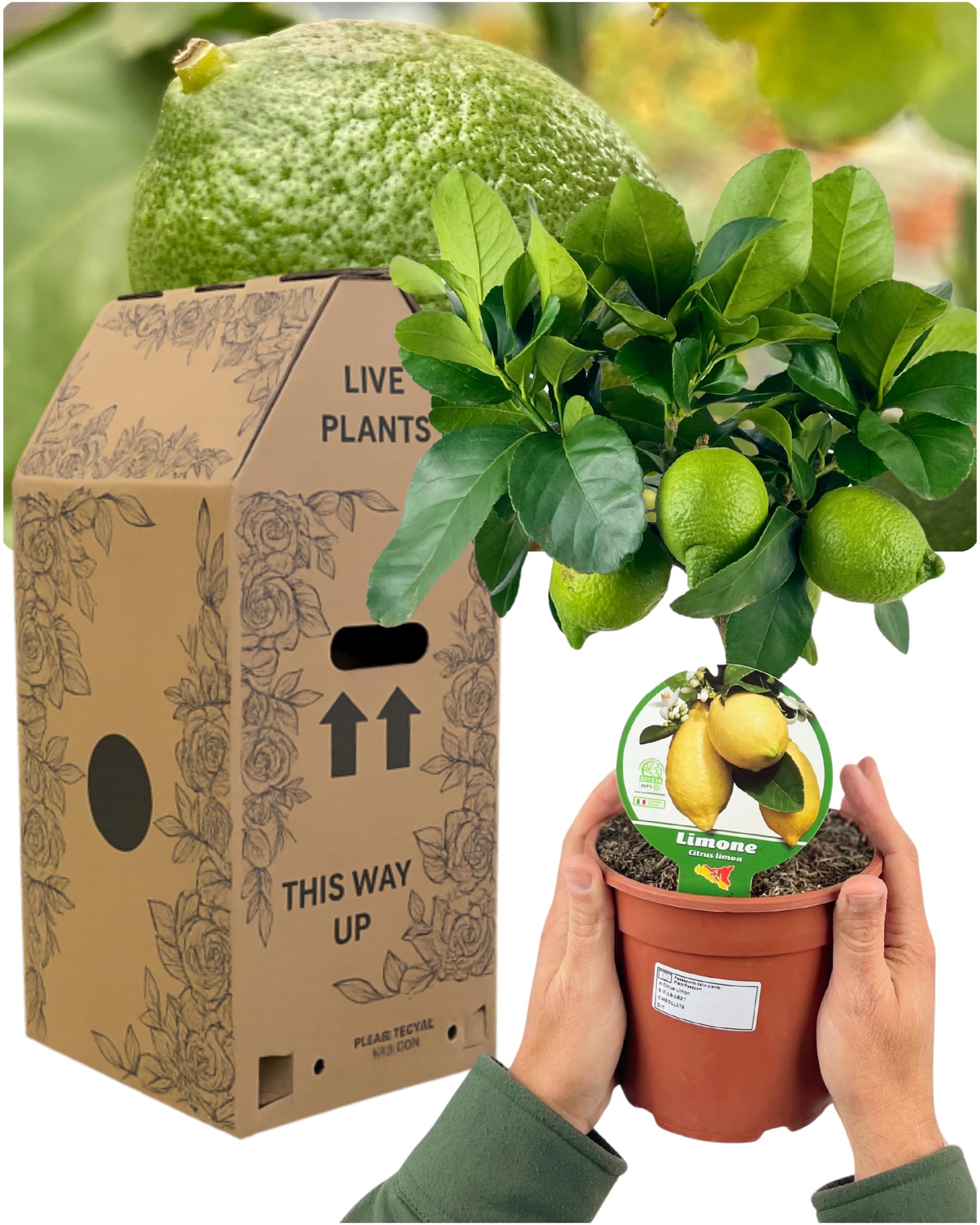 Verdant Living Live Mini Lemon Tree – Dwarf Citrus Plant for Indoors & Outdoors. Real Fruit-Bearing Lemon Tree in Pot, Compact Evergreen Houseplant & Perfect Garden Gift. Easy to Grow