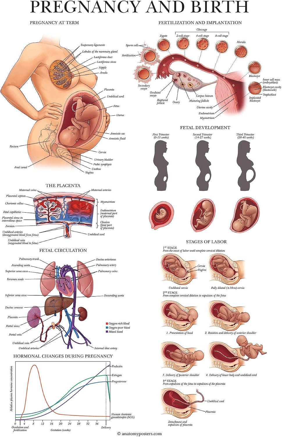 Palace Learning Pregnancy and Birth Anatomy Poster - Anatomical Chart of Pregnant Female - 18" x 24" - Laminated