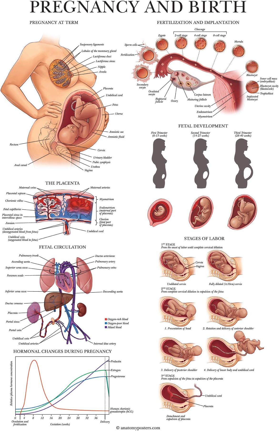 Palace Learning Pregnancy and Birth Anatomy Poster - Anatomical Chart of Pregnant Female - 18" x 24" - Laminated