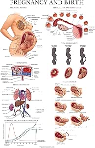 Pregnancy and Birth Anatomy Poster - Anatomical Chart of Pregnant Female - 18