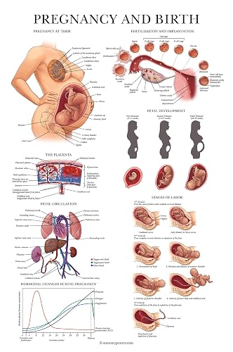 Palace Learning Pregnancy and Birth Anatomy Poster - Anatomical Chart