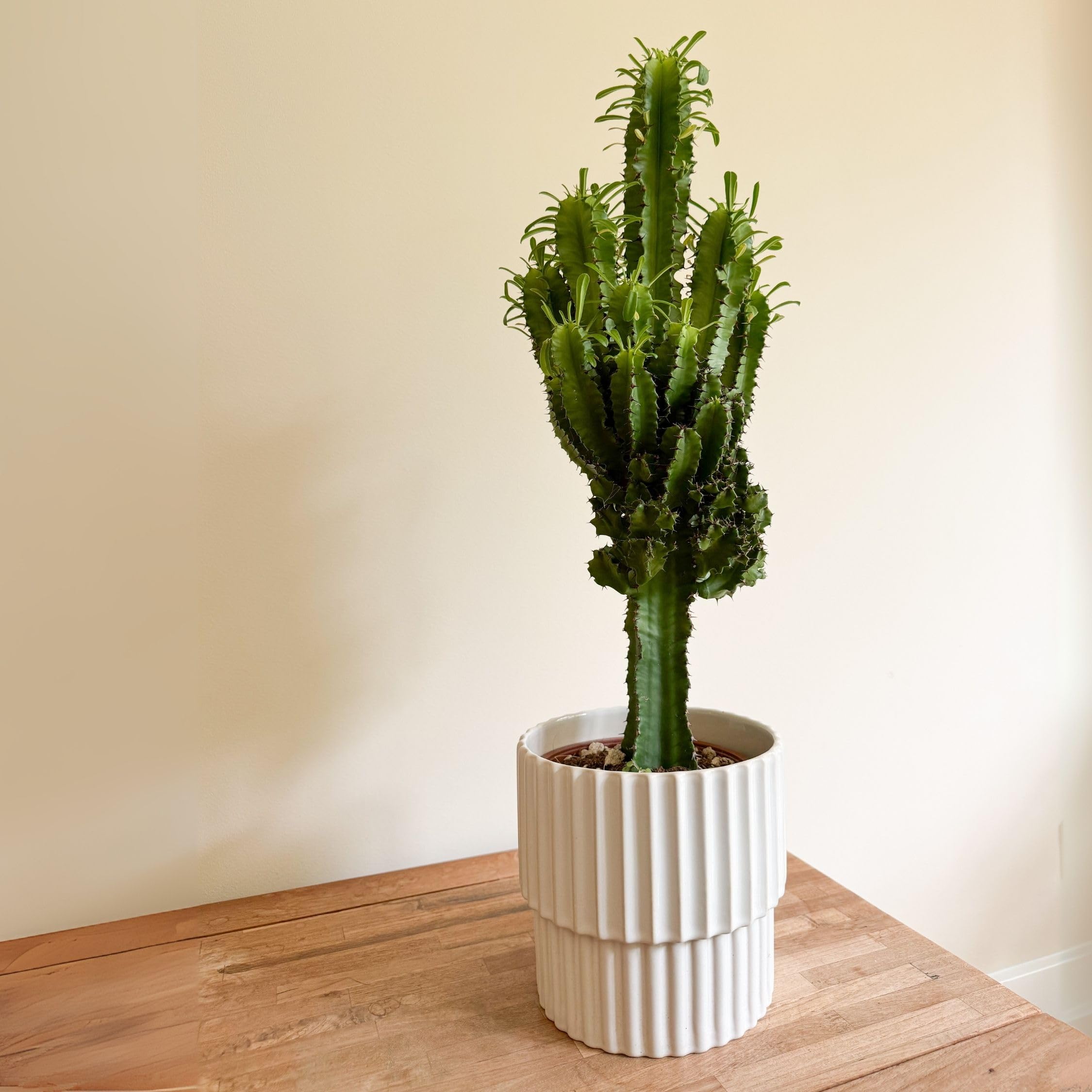 Plant in a Box - Euphorbia Ingens - Eritrean Euphorbia - Cowboy Cactus -  Indoor plant - Pot 17 cm - Height 50-60 cm : Amazon.com.be: Garden