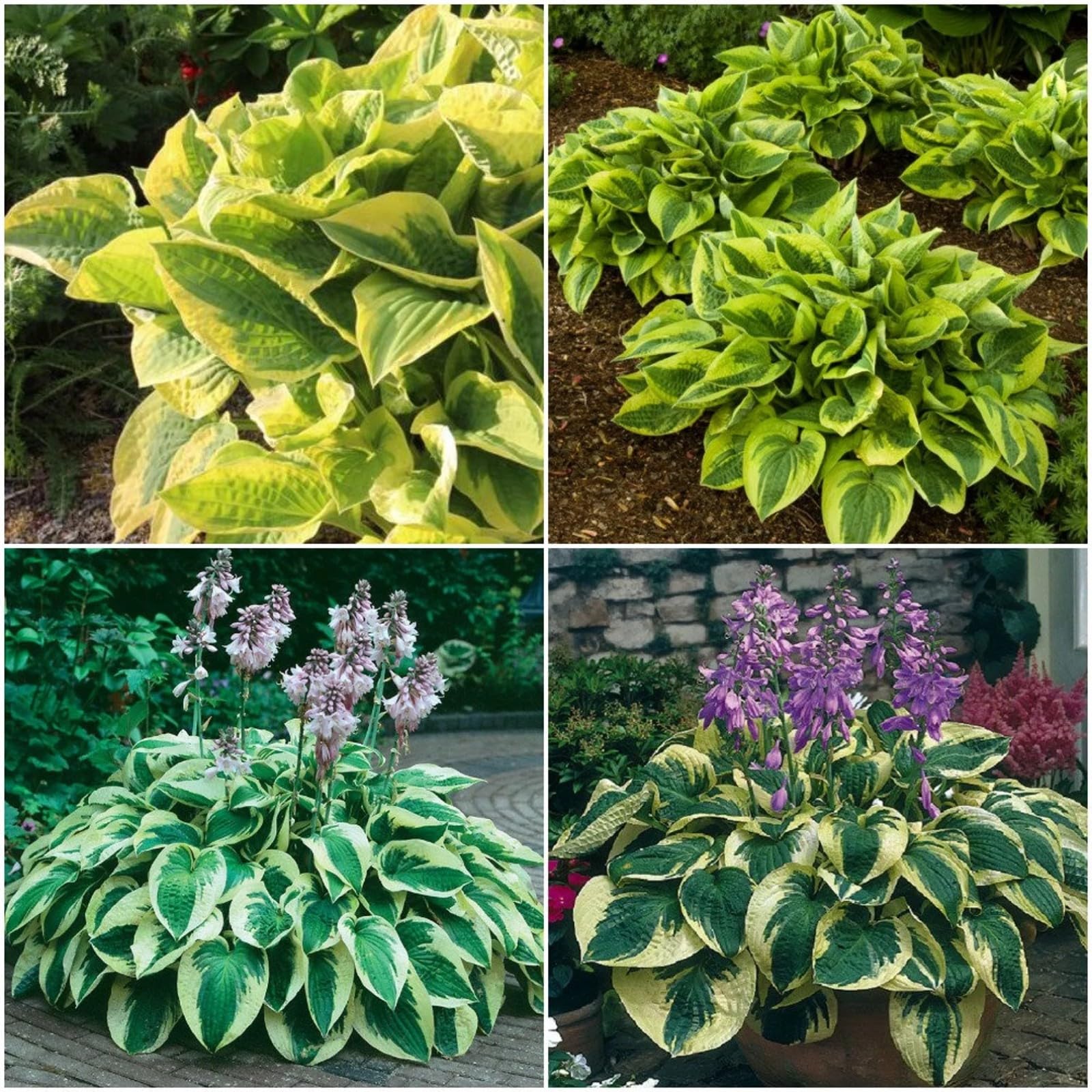Hostas Bulbs for Planting UK Strong Plants That Grow Well Golden Jade Carving Feels Beautiful Now Mixed Garden Crop for Planting Now Greening Flower Cut Flowers Flowering Rhizome-8Bulbs-greenA