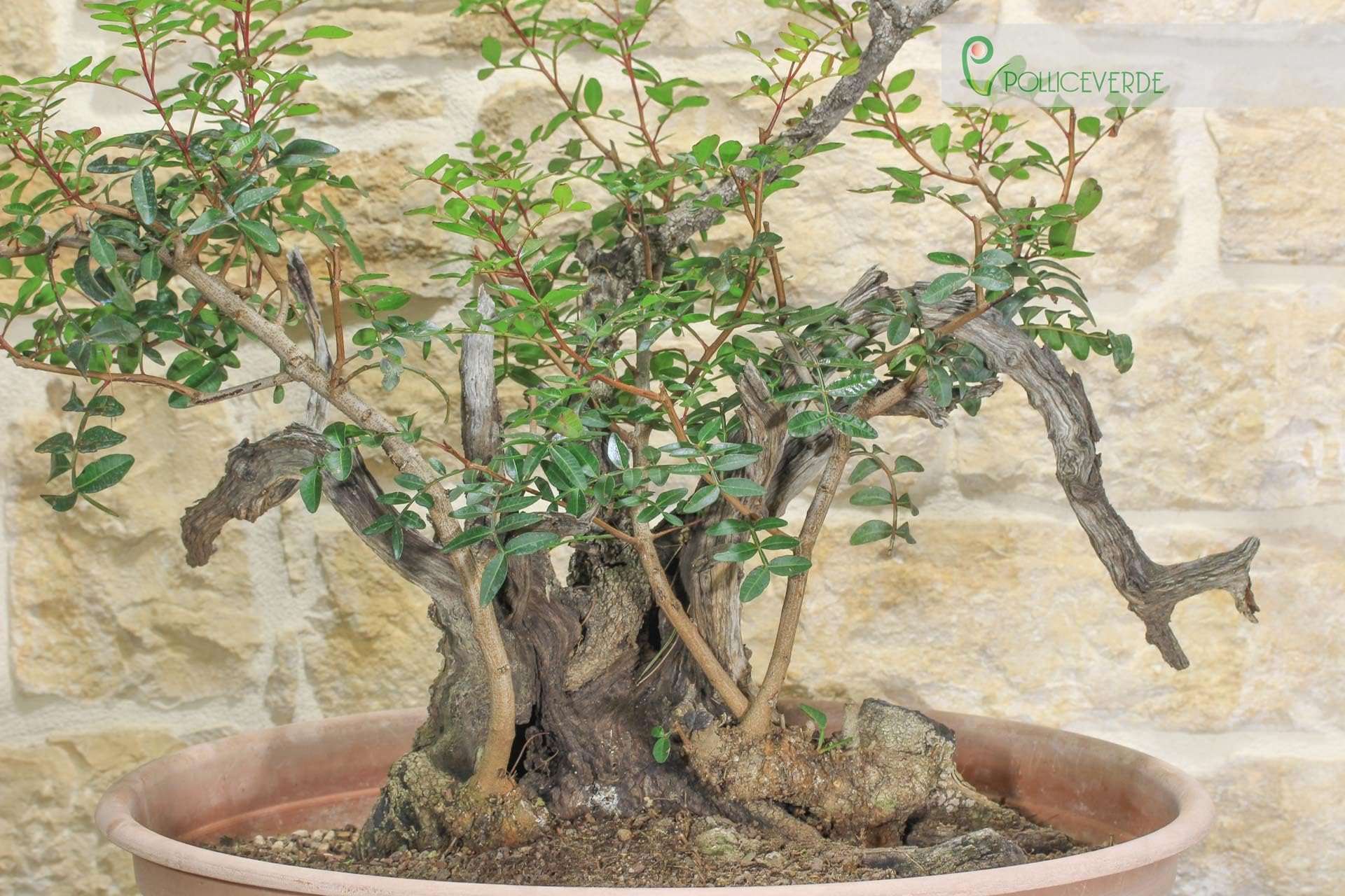 Pre bonsai yamadori di Lentisco (2)