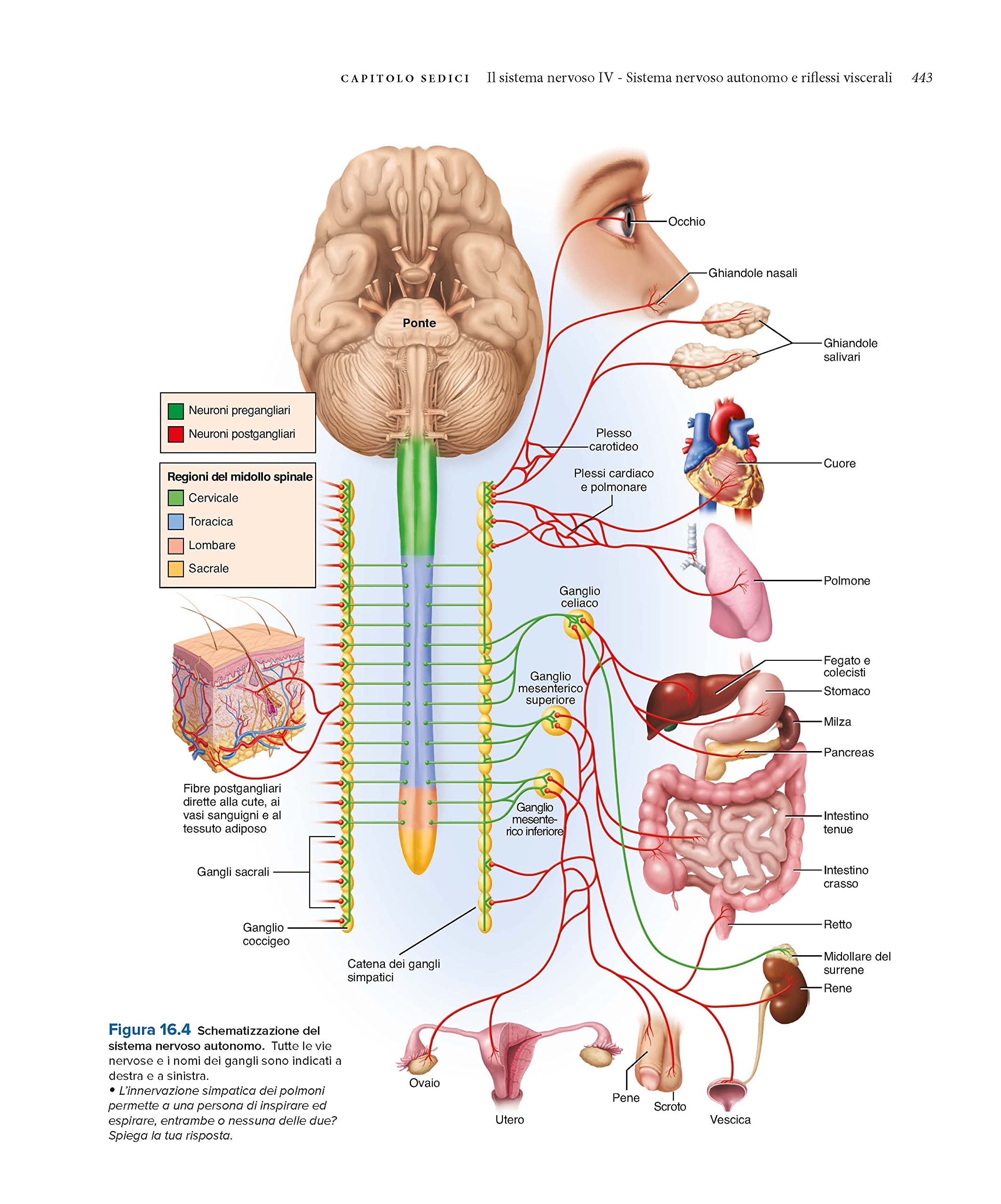 Anatomia umana