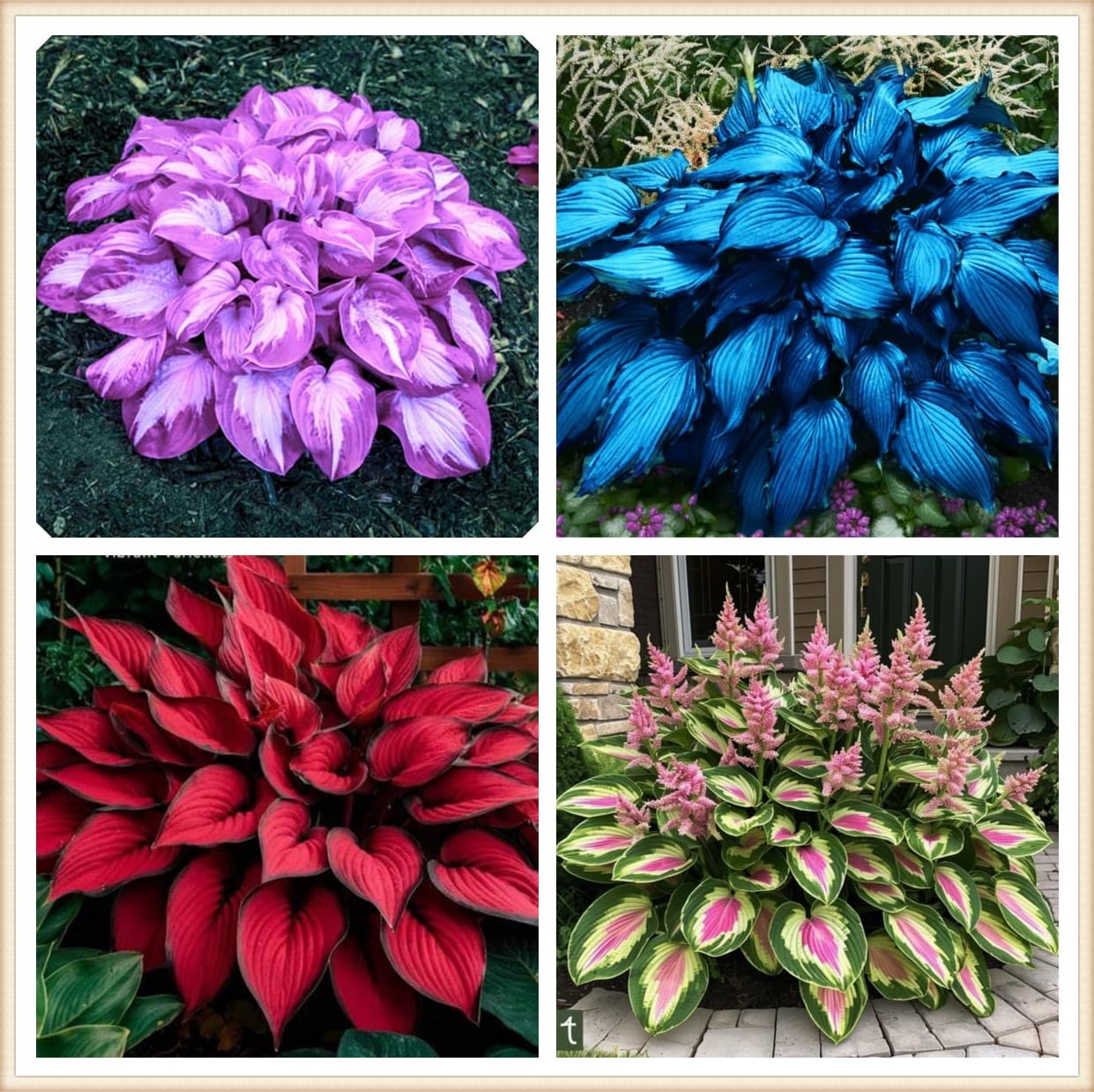 Perennial, Ornamental Flowers, Hosta Bulbs Live, Hosta Plants for Sale, Easy Plant, Wedding Flowers, 10bulbs-d