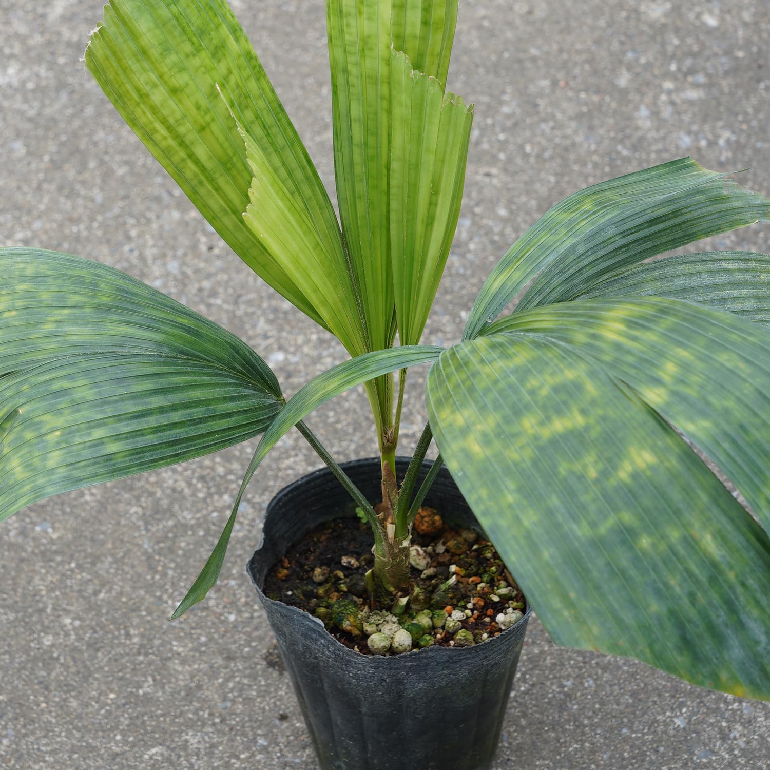 Amazon | はなみどり ウチワヤシ リクアラ ダシアンサ 9cmポリポット