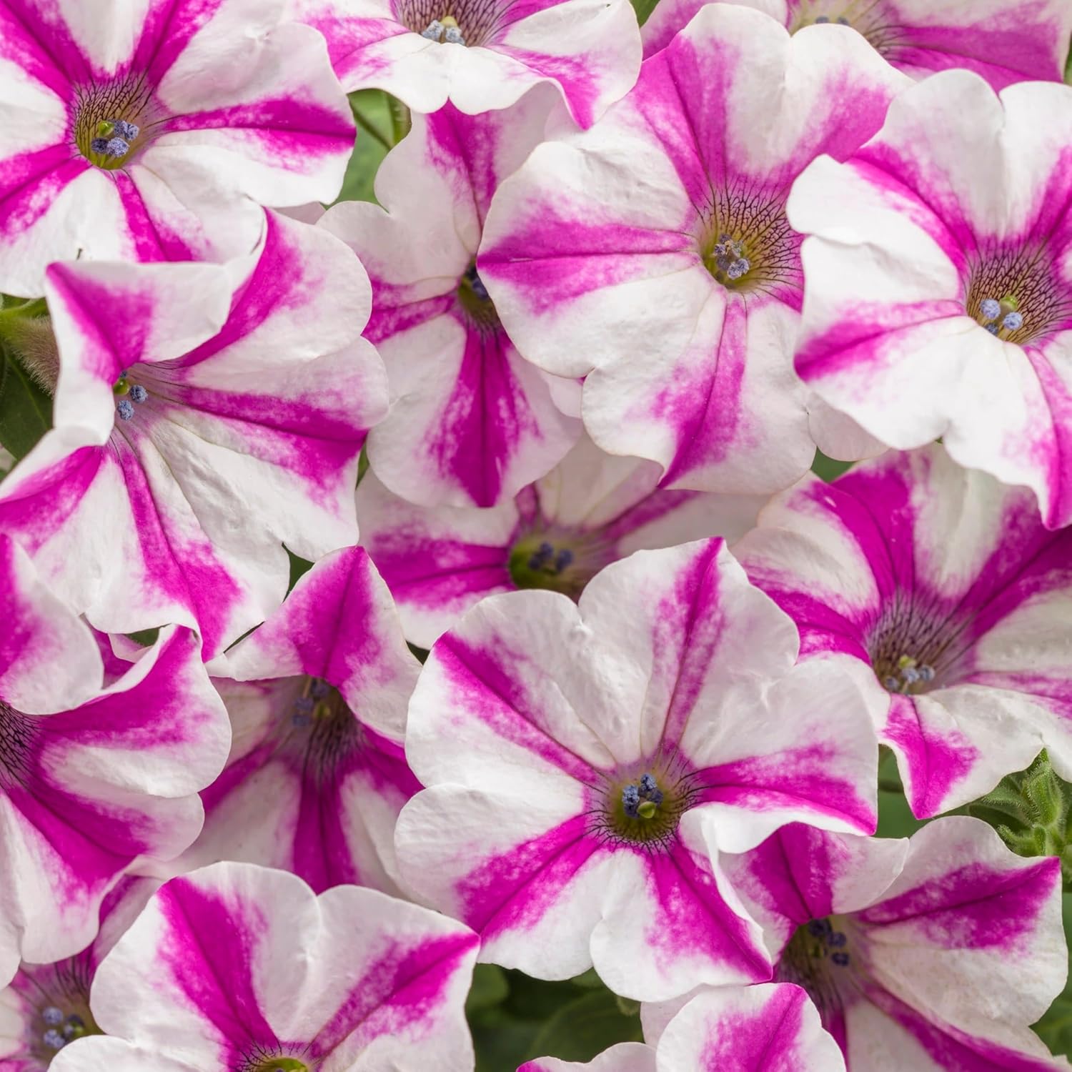 Proven Winners Supertunia Lovie Dovie Petunia Live Plant, Eco+ Grande, 4 Pack