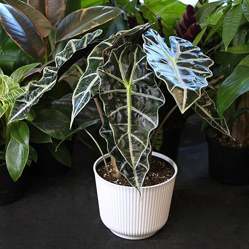 Miniatura 8 de Altman Plants 'Polly' Alocasia - Decoración de plantas vivas en maceta de plástico blanco de 6 pulgadas, planta de oreja de elefante para regalo y