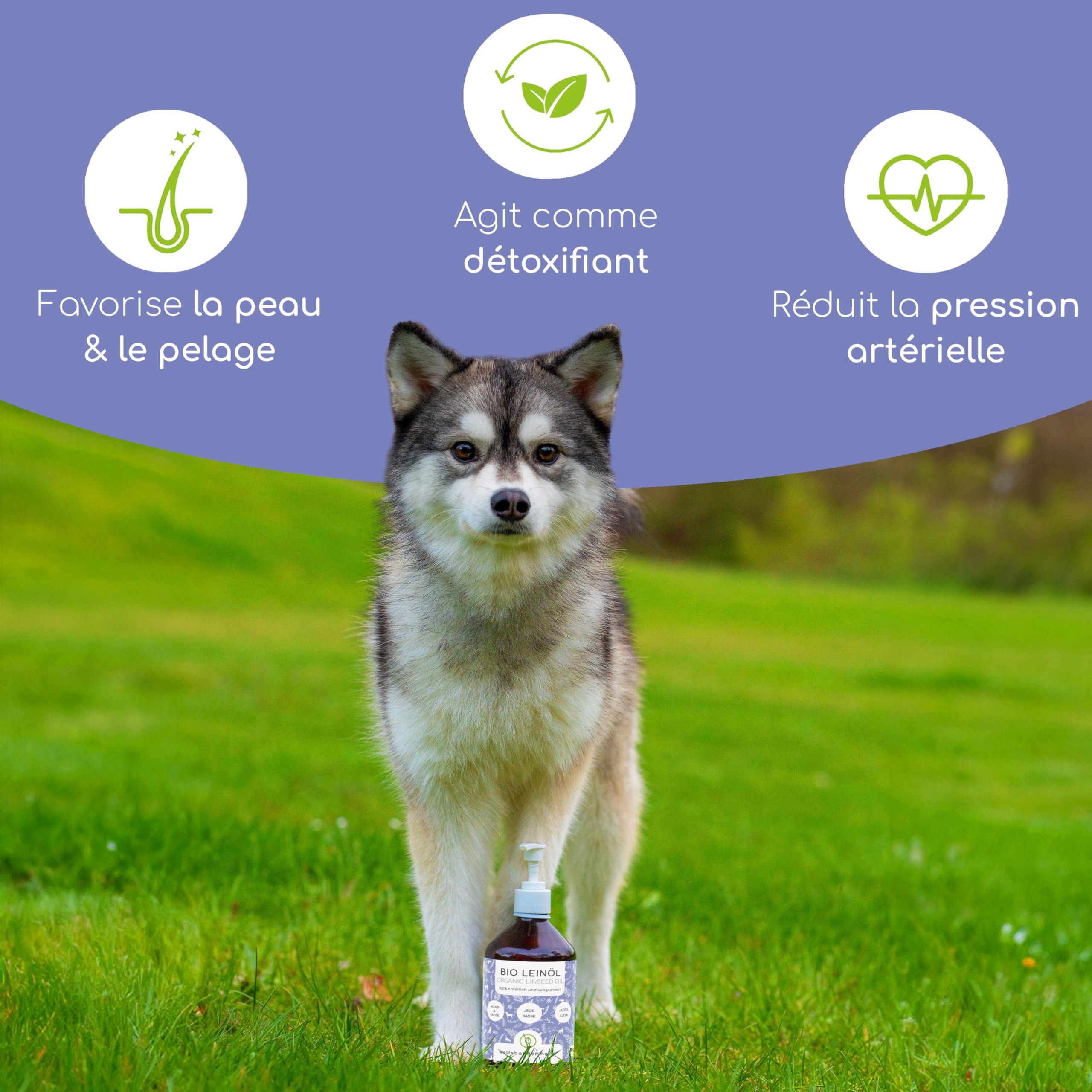 Huile de Lin Bio pour Chiens & Chats 500ml I Naturelle et pressée à Froid - Alternative végane à l'huile de Saumon d'Allemagne I Soutien pour Le Pelage & la Peau grâce aux oméga 3