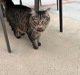 Review Image by Kat Kat