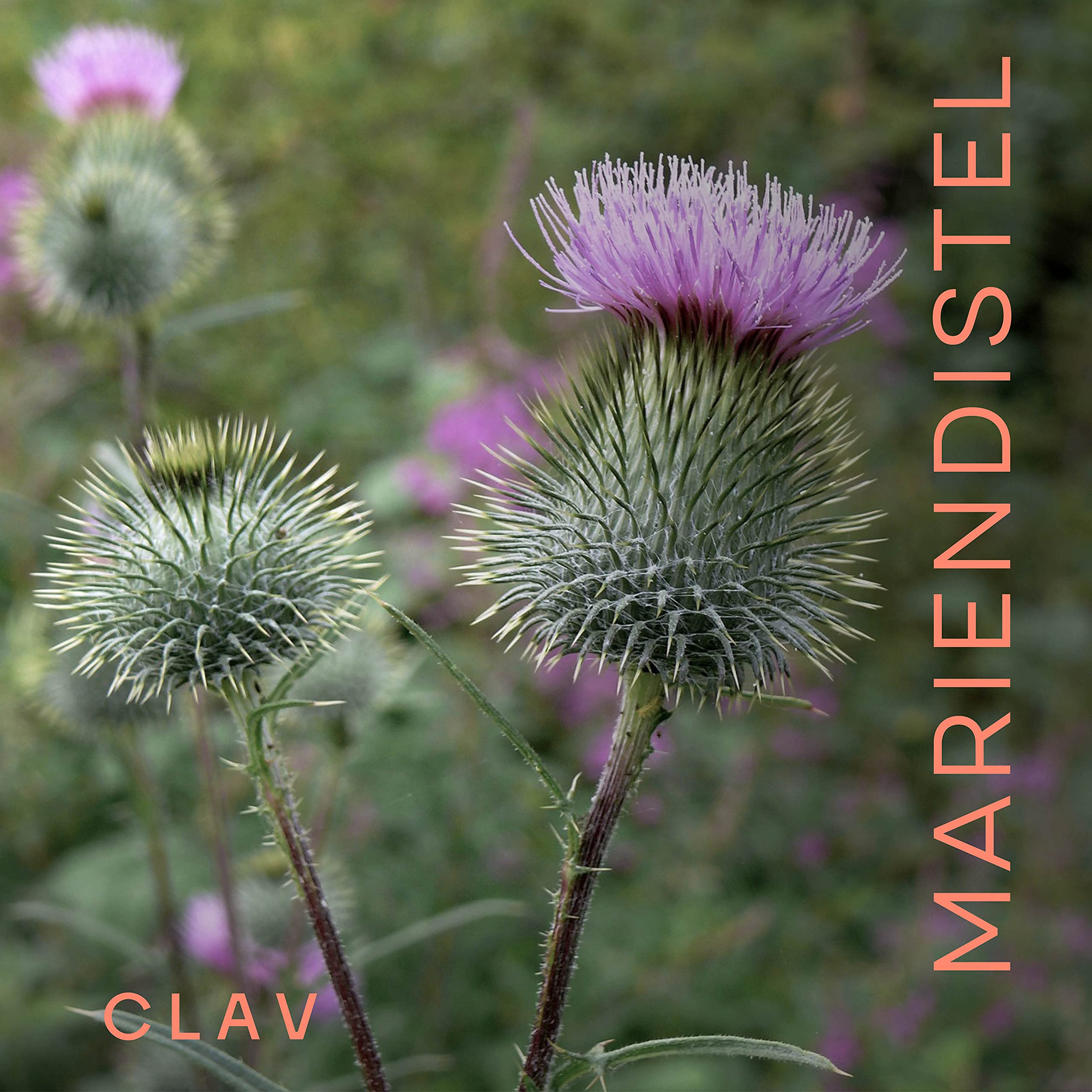 CLAV® Bio Mariendistel Komplex mit Artischocken Extrakt, 360 Kapseln