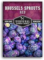Heirloom Red Brussels Sprout Seeds | Non-GMO Purple Variety, Cold Hardy, Nutty Sweet Flavor - Survival Garden Seeds
