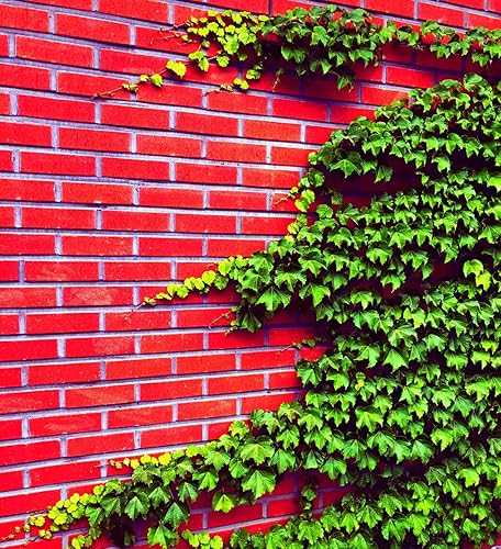 50 semillas de hiedra de Boston para plantar, vid de hiedra fácil de cultivar - Se envía desde Iowa, EE. UU