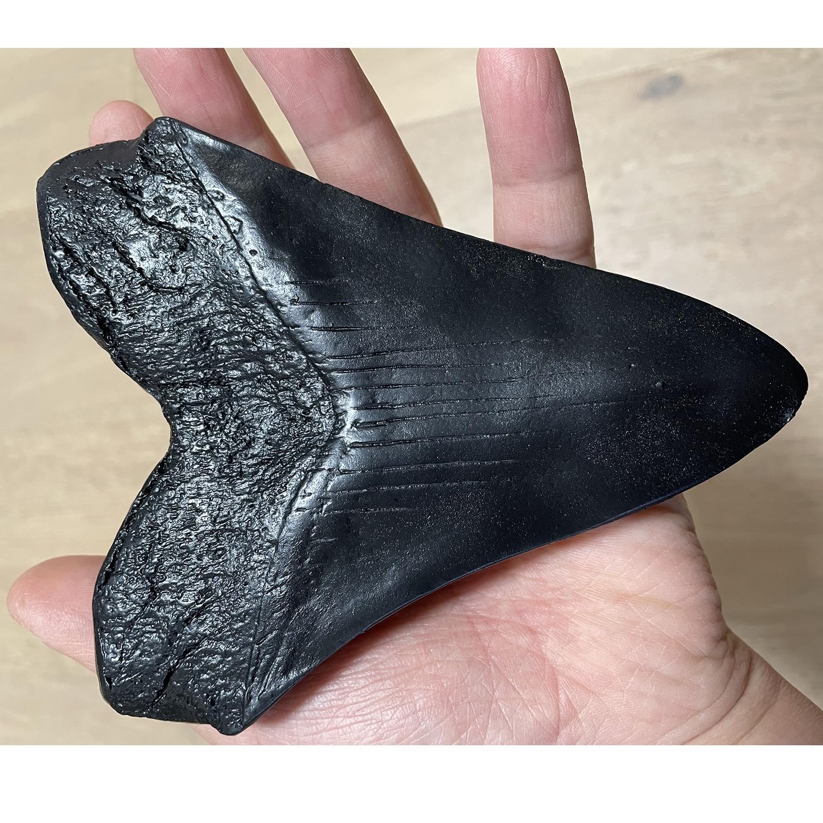 Modelo de Diente de tiburón de Resina Megalodon - Modelo fósil paleontológico - para decoración de Oficina de Adorno de Tienda de Mesa