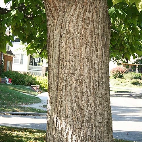 Miniatura 6 de CHUXAY GARDEN Catalpa Speciosa, 50 semillas de catalpa del norte de Catalpa, preciosa planta floreciente grande, resistente al árbol caducifolio,