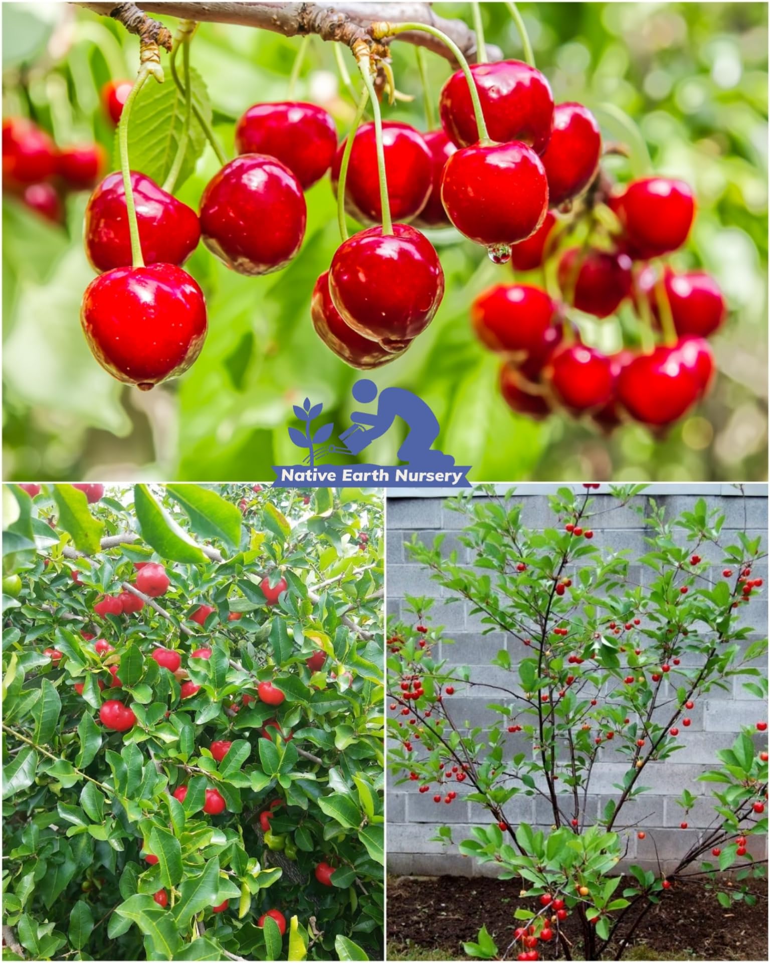 Native Earth Red Barbados Cherry Grafted Plant - Dwarf Variety Sweet Fruit Tree Height 50cm, Pack Of 1 Plant