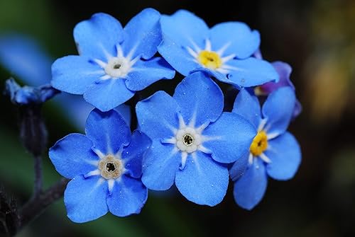 Miniatura 3 de Más de 5,000 semillas Blue Forget Me Not para plantar | Semillas de flores silvestres fáciles de cultivar | Fabricado en Estados Unidos, se envía