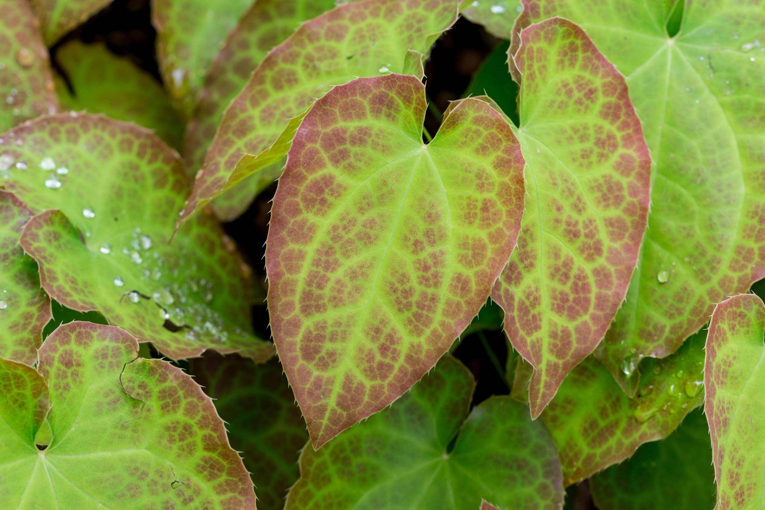 Stauden Gänge 10 x Epimedium x perralchicum 'Frohnleiten' Elfenblume