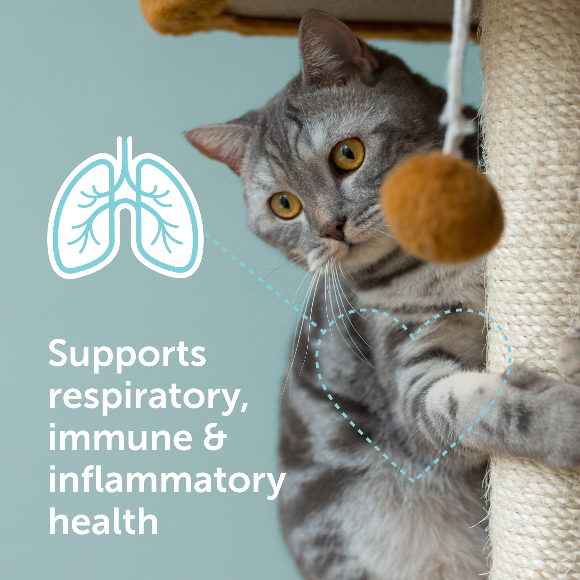 Immuno-5 Immune & Respiratory Support Powder for Cats from Veterinarian Recommended Solutions with L-Lysine, Omega-3 & Egg Yolk — Amazon image 2