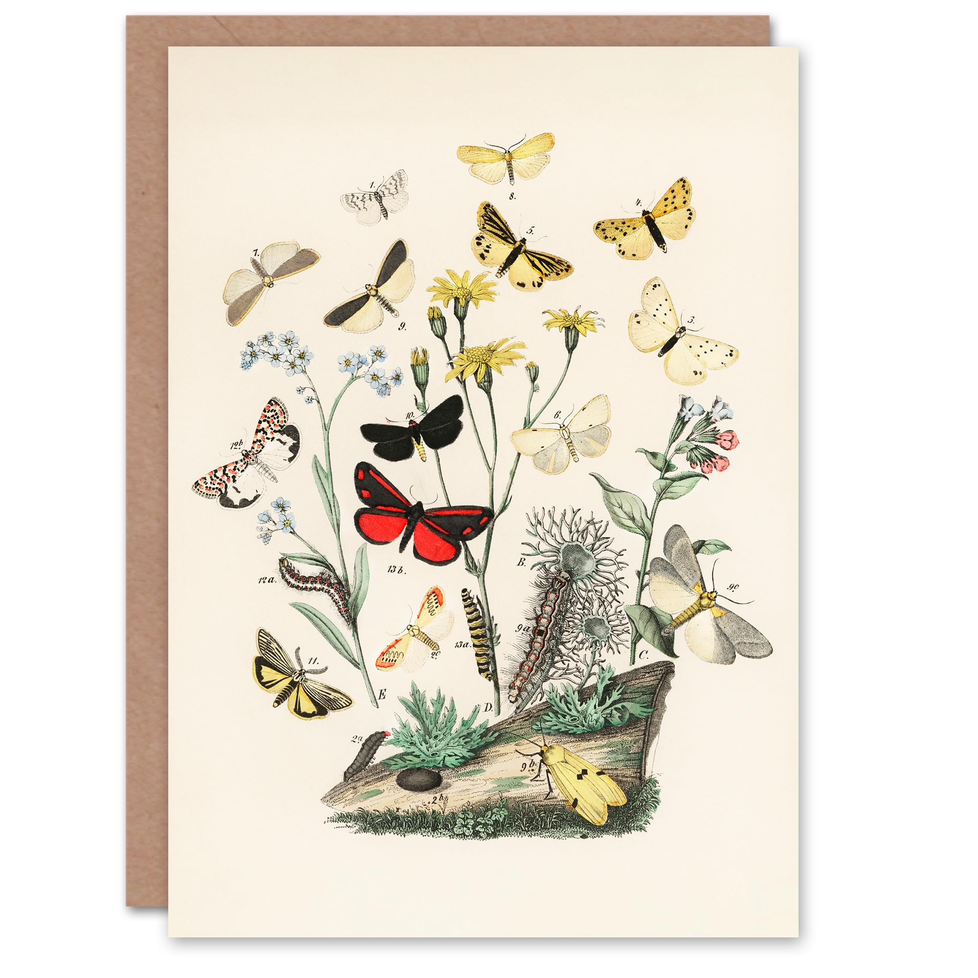 Artery8 William Forsell Kirby Art Card Small Butterflies Caterpillars
