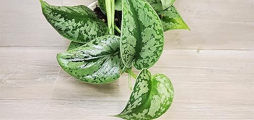 Miniatura 7 de Scindapsus Pictus Argyraeus 'Exotica Silver Satin Pothos' - Planta viva en maceta de 4 pulgadas por 3exoticgreen - Plantas de interior vivas de
