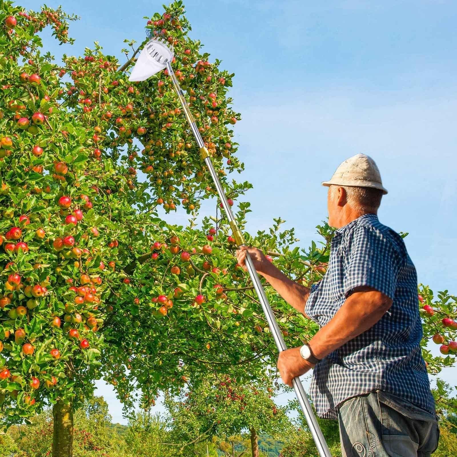 Recolector de Frutas Telescopico Extensible, 2-7M，Dientes de Calibre de Metal, Poste de Conexión de Acero Inoxidable Ligero, Recoger Frutas, Frutas Herramientas Recolectoras para Manzanas | 2m(6.6ft)