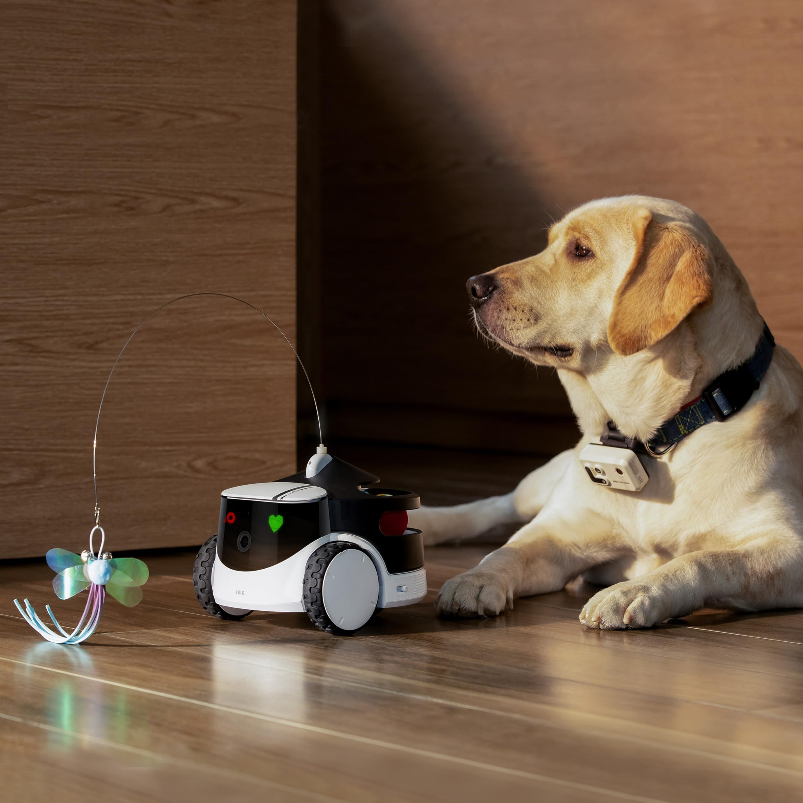 Enabot EBO ROLA PetTracker | GPS para Perros - Localizador para Perros con GPS - Rastreador de Actividad - Color Amarillo