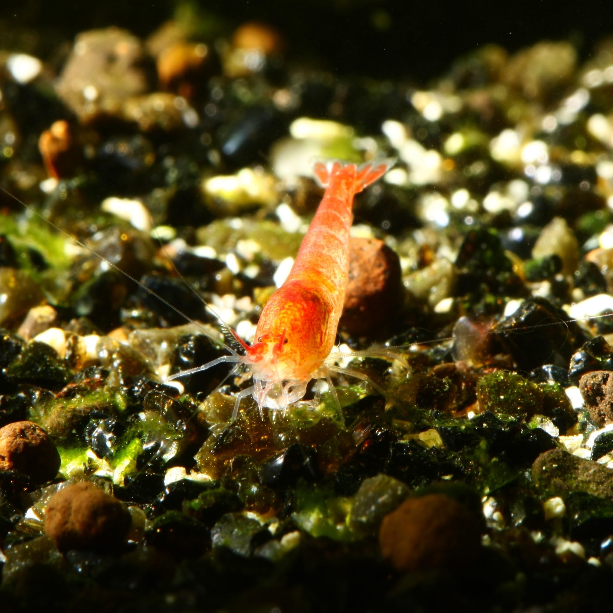 10 x Rote Hawaii Garnele - Halocaridina rubra - Zwerggarnele für die Brackwasser Aquaristik - Garnelen einfach im Aquarium züchten