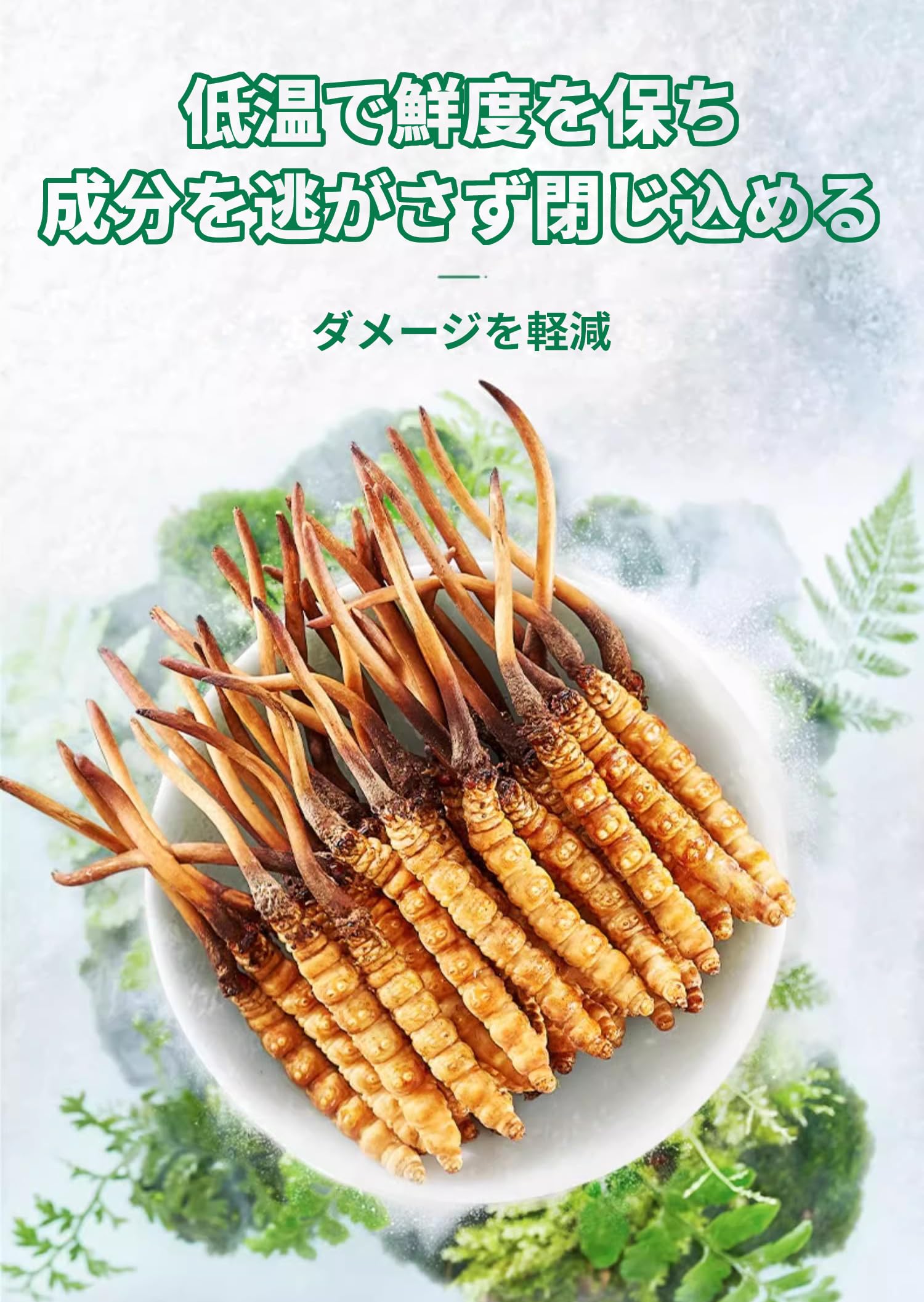 Amazon | 冬虫夏草 はっきりとした輪紋 完全な形 甘く柔らかな風味