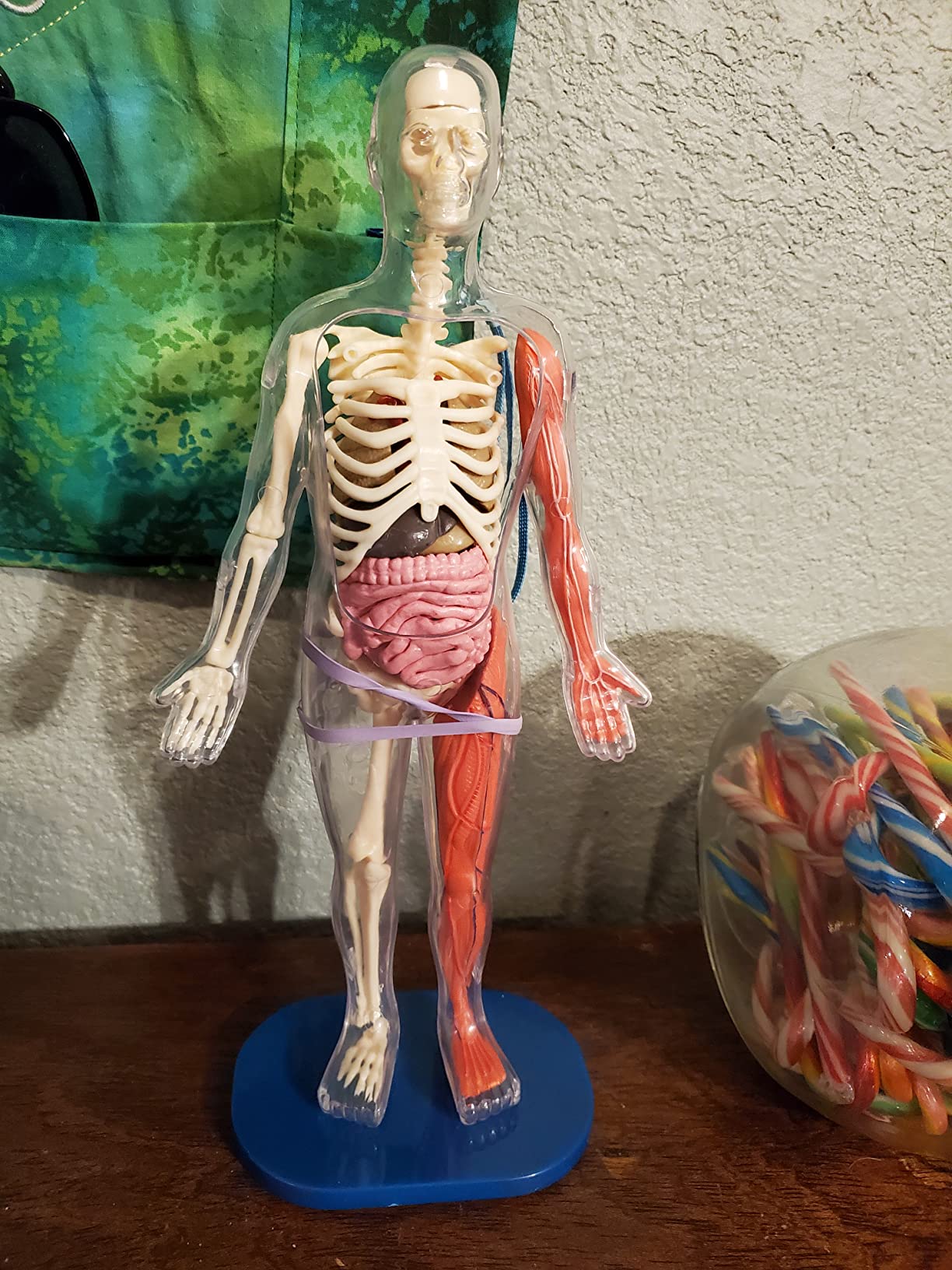 Smartlab Body $7/mo - Finance SmartLab Toys Squishy Human Body with 21 Removable Body ...