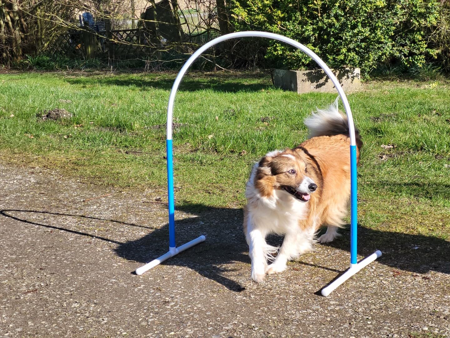 Generisch HOOPERS Agility Combi-Set, 1 Gate/Zaun blau, 3 Bögen rot-blau-gelb