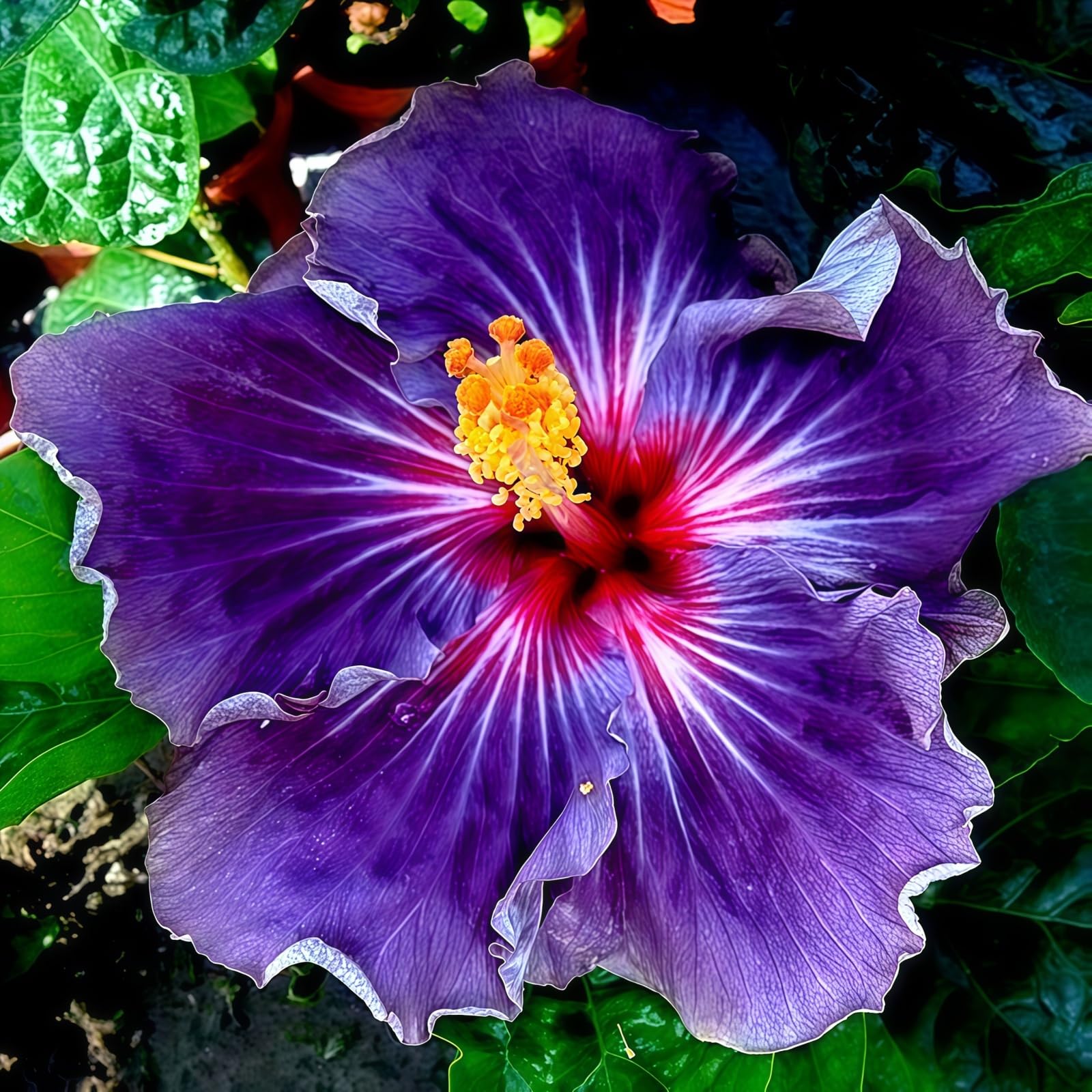 Rare Hibiscus, Surprisingly Growing, Hardy Perennial, Suitable for Spring and Autumn, Garden Viewing, No Watering Required111-4 Rhizome-E